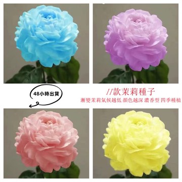 12h出貨 茉莉花（20粒）稀有茉莉花 茉莉花種子 四季開花 室內 陽臺 庭院 易種盆栽 花卉 綠植種子 濃香型花卉