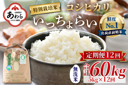 《定期便12回》特別栽培米 いっちょらい 無洗米 5kg（計60kg）／ 福井県産 ブランド米 コシヒカリ ご飯 白米 新鮮 大賞 受賞 新米