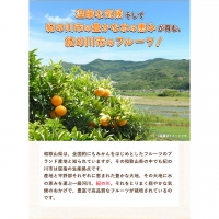 手剥き八朔缶詰(ミックス)450g×8本入 JA紀の里農業協同組合 《90日以内に順次出荷(土日祝除く)》 和歌山県 紀の川市