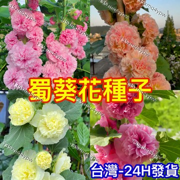 現貨【重辦蜀葵花種子】（150粒） 四季單瓣蜀葵花種子 室內觀賞花卉種子 四季陽台盆栽庭院室內種植 四季可播種盆栽蜀葵