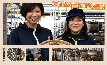 やまももファーム椎茸 冬菌はちきん生椎茸と乾燥椎茸のセット(合計約470g) しいたけ きのこ キノコ 野菜 国産 yo-0014