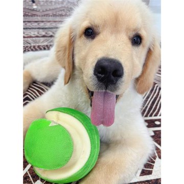 Petmate chuckit 寵物狗狗玩具球中大型犬互動訓練巡回耐磨足球