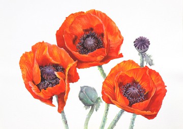 藝術家 Irina Zhunaeva 的罌粟原創水彩畫