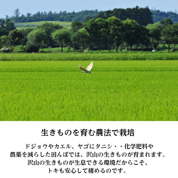 新米 精米 新潟県 佐渡産 コシヒカリ 朱鷺と暮らす郷 令和4年産 白米 米 コメ （5kg×1袋）