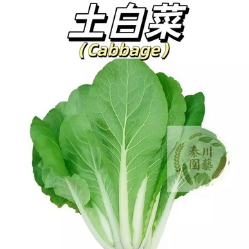 台灣現貨（土白菜種子）19天速生小白菜~四季高產~新手易種~小白菜，葉幅圓形，葉色黃綠，抽苔晚)#葉菜類種子