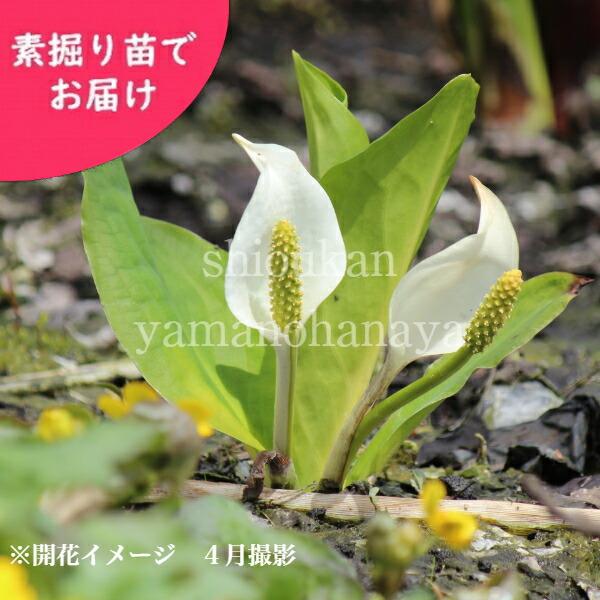 ミズバショウ 花芽付き大株素掘り苗2株 ビオトープ 水芭蕉 2024年開花見込み株 11月3日お届け開始