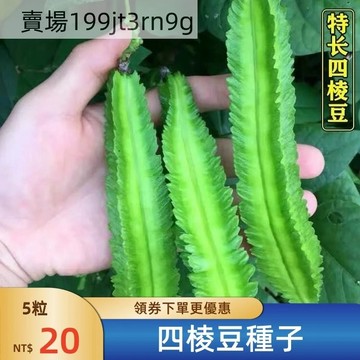 現貨🫘【四棱豆種子】🫘（25粒）今年新種 四季種植 特長四棱豆種子 優質高產 皇帝豆種 四角豆籽種 庭院陽臺種植蔬菜種子