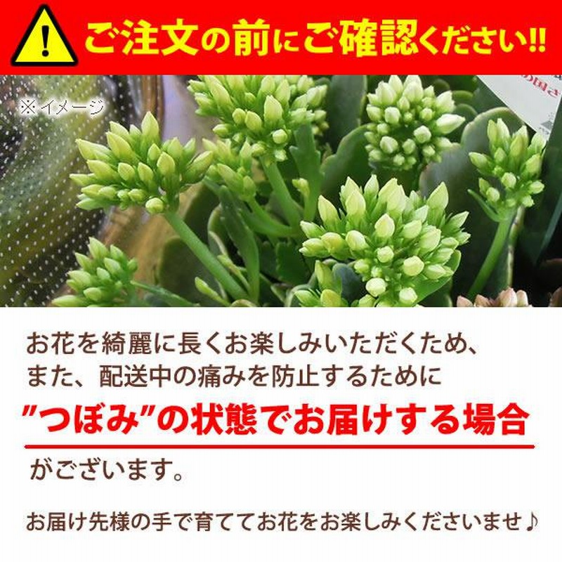 敬老の日 プレゼント ギフト 花 鉢花 鉢植え 珍しい 花とスイーツ りんどう ベコニア お菓子 60代 70代 80代 Flower Dset 通販 Lineポイント最大0 5 Get Lineショッピング