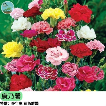 🌸【母親之花】重瓣康乃馨混合種子 多色隨機 盆栽陽台好種 香石竹 四季開花 新手推薦 新手簡單種植
