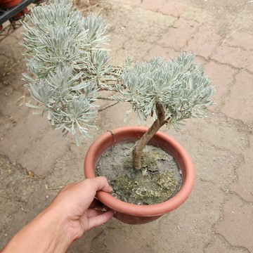 P老闆園藝~日本芙蓉  5吋盆 6吋盆