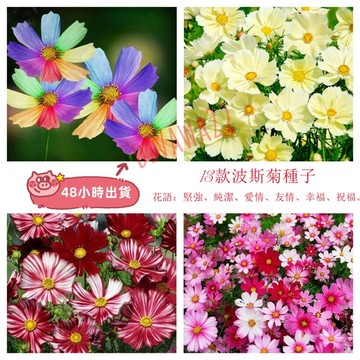 12h出貨波斯菊種子（50-80粒）四季種植 格桑花種籽 波斯菊 大波斯菊種子 花種子室內外庭院種植 花海 觀賞 超低價