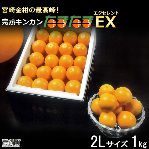 ＜完熟キンカン「たまたまEX」エクセレント 2L×1kg １箱＞2024年2月上旬～2月下旬迄に順次出荷 金柑 柑橘 果物