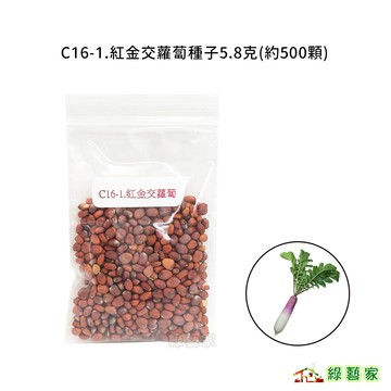 C16-1.紅金交蘿蔔種子5.8克(約500顆) // 切葉。根地上部紫色，地下部白色。肉質細嫩，口感好【綠藝家】