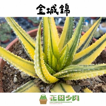 《花田多肉》🌵【金城錦】3吋盆 多肉植物/多肉/百合科/硬葉/阿福花科/園藝/盆栽/室內植物/錦斑/出錦