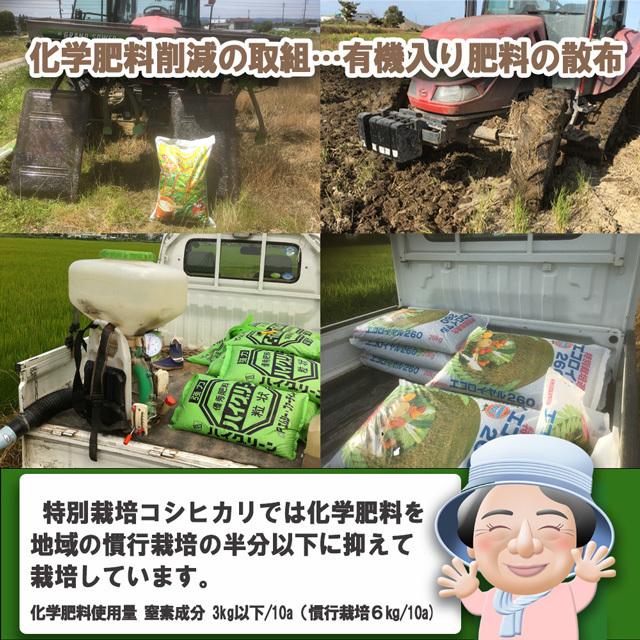 お米　コシヒカリ　20kg　令和5年産　新潟産　特別栽培　白米　産地直送