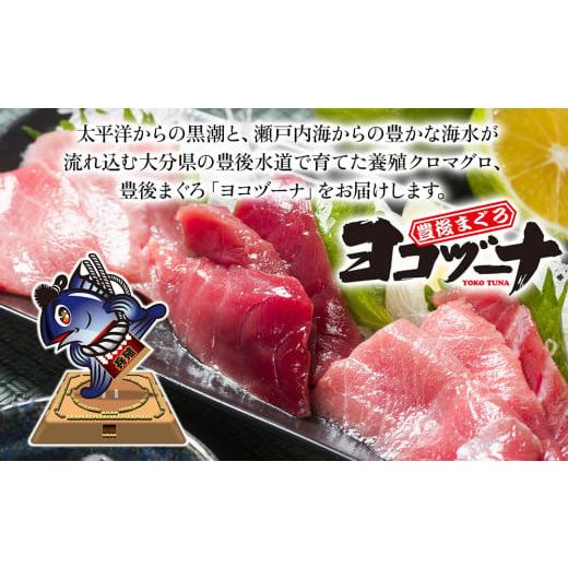 ふるさと納税 大分県 津久見市 豊後まぐろヨコヅーナ贅沢セット全5回 赤身250g 中トロ500g 大トロ250g入りの豪華セット マグロ まぐろ 鮪 刺身 …