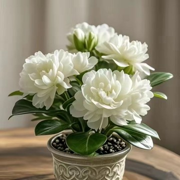 台灣現貨 寓花種子（250粒）四季花卉種子 盆栽易種植 陽臺庭院觀花植物 四季種植 發芽率高 易養易活 多年生花卉種子