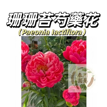 嘉義現貨（珊瑚台芍藥花種子 SY-29）濃香型~大紅色係重辦多年生觀賞花卉耐熱大花型庭院陽台盆栽非牡丹四季可種植