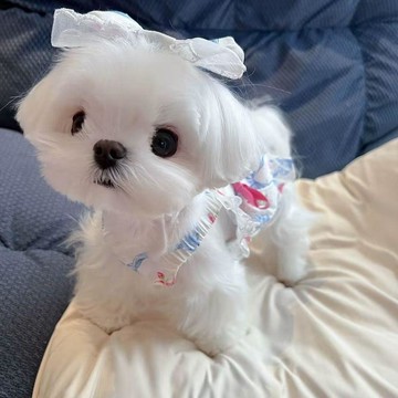 💕在臺出貨🔥春夏ins新款韓風可愛公主花朵連衣裙約克夏泰迪博美貓咪小狗衣服