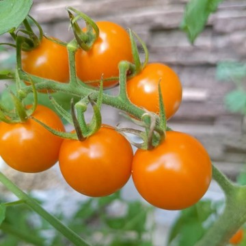 🍅（太陽糖番茄種子）現貨速發 小西紅柿種子 超甜 皮薄 多汁 多年生聖女果種籽 四季播種農田盆栽 高產水果蔬菜種子
