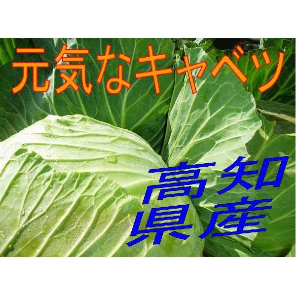 キャベツ 高知県産 元気なキャベツ