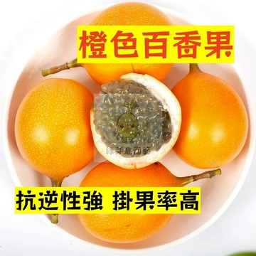 🌱早熟高產 橙色百香果種子BXG-3  抗逆性強 掛果率高 易生長 熱情果 高產 抗病抗旱 易種植 高產爬藤水果種子