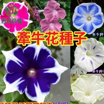 【爆花神器】牽牛花種子 現貨秒發｜大花牽牛 喇叭花 勤娘子｜四季開花 爬藤超快｜花牆陽台 綠簾首選｜開花不斷