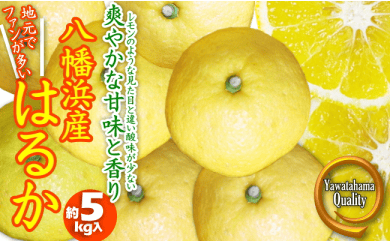 C28-20.口いっぱいに広がる爽やかな甘み！「はるか」約5kg入