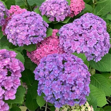 ✨台灣現貨 超低價精選繡球花種子 無盡夏多年生繡球 新手易種四季播種 陽台庭院觀賞花卉種籽