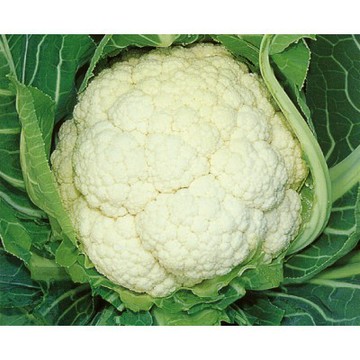 【拈花微笑】秋露50日白花椰菜｜種子｜1g｜非基因改造種子｜蔬菜｜蔬果｜有機無毒｜高發芽率