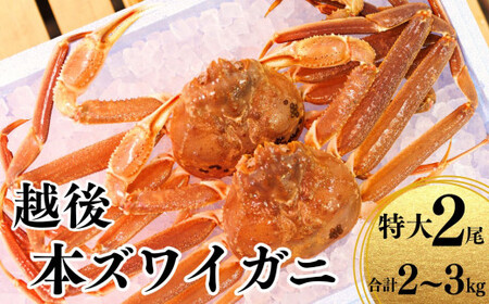 〈期間限定〉越後 本ズワイガニ 特大2尾 1～1.5kg×2杯 計2～3kg 姿 糸魚川産 浜茹で 鮮度が命！茹でたて直送 ずわいがに かに カニ 蟹 魚正 国産 日本海 新潟県