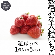 贅沢な大粒いちご （ 紅ほっぺ ） 1個入り× 5パック  （県内共通返礼品：石岡市産） フルーツ 果物 デザート いちご イチゴ 苺 季節 [BI355-NT]