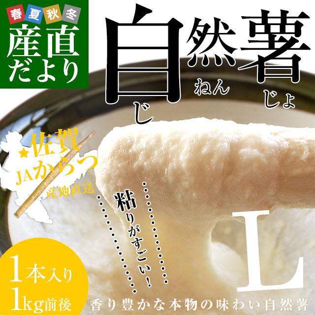 佐賀県より産地直送 JAからつ 自然薯 Lサイズ 1本入 約1キロ 化粧箱 送料無料 じねんじょ 山芋 やまいも