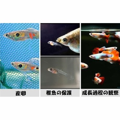 水槽 隔離 網 ネット ボックス 飼育 魚 熱帯魚 金魚 メダカ ベタ エビ( 大x2個) | LINEブランドカタログ