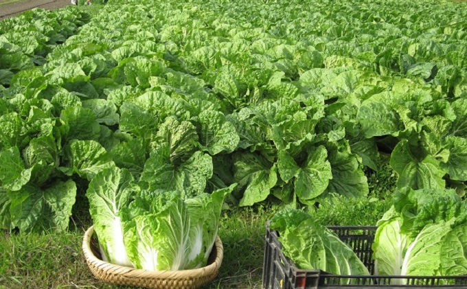 野菜セット おまかせ 10～15種 旬 朝倉市産 配送不可 離島