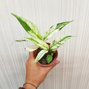 P老闆園藝~班葉白鶴芋 3吋盆