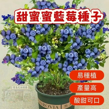 🔥熱銷 甜蜜蜜藍莓種子（200粒）矮化藍莓樹種子 陽臺盆栽果園庭院簡單易種 四季高產藍梅樹果 多年生 水果種子 超低價