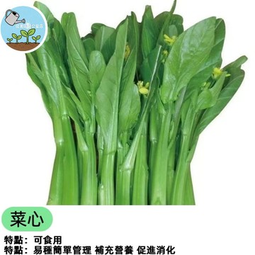 【菜心種子】四季甜油菜心種子 粗條青菜種子 油菜薹種子 油菜花種子 家庭蔬菜栽培 快速生長 好種植 耐熱易栽種