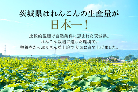 れんこん（中・小サイズ） 2kg 51-C (8月上旬以降順次発送予定)