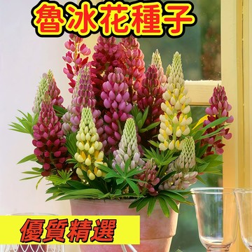 🌼【台灣現貨-隔日達】 （魯冰花種子） 優質精選20粒種子 花園植物羽扇豆魯冰花種子庭院耐寒植物春季開花多年生花卉種籽