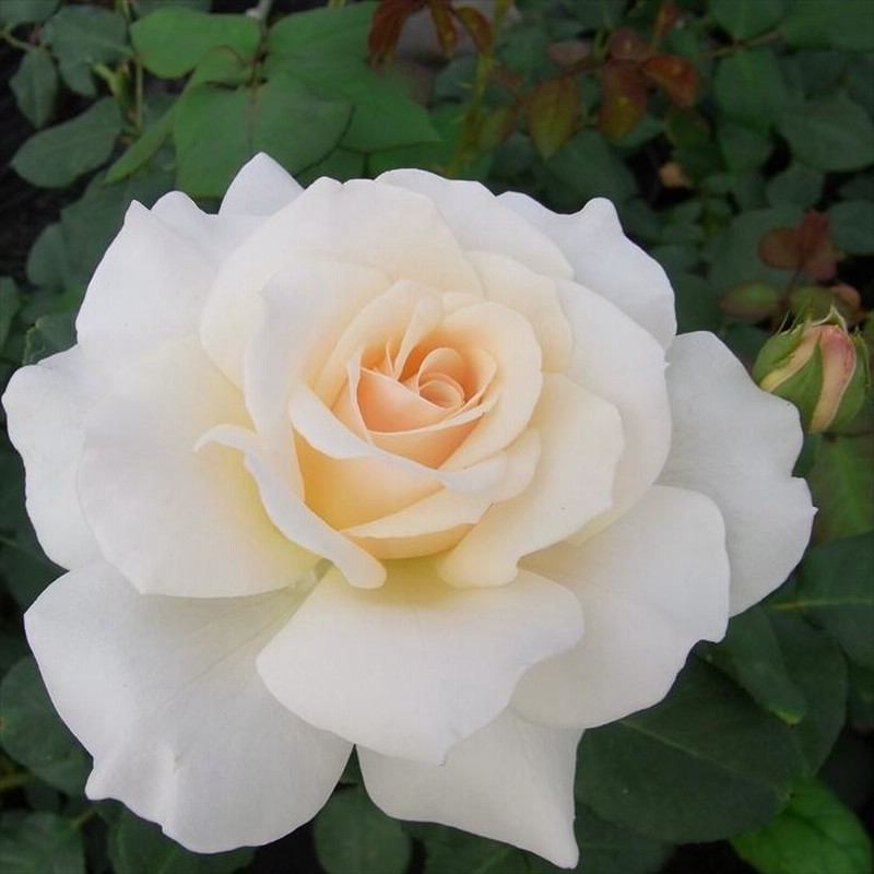 まもなく締め切り】予約販売 バラ 苗 バラ 新苗 中輪 フレンチ