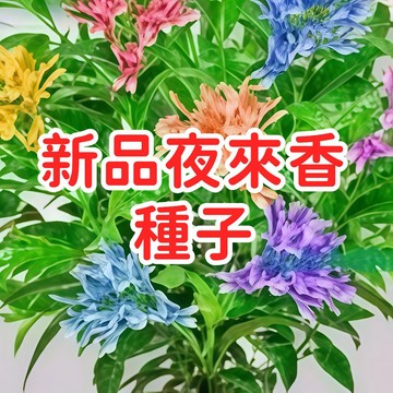 【新品夜來香種子】香花種子 花卉種子 盆栽種子 園藝種子 台灣現貨 快速發芽 好種易活 香氣濃郁 夜間開花 陽台庭院