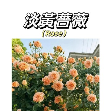 嘉義現貨（淡黃薔薇花種子MG-33）薔薇種子 淡黃係大花爬藤玫瑰種子庭院陽台灑下就能活懶人觀賞花卉Rose花海種子