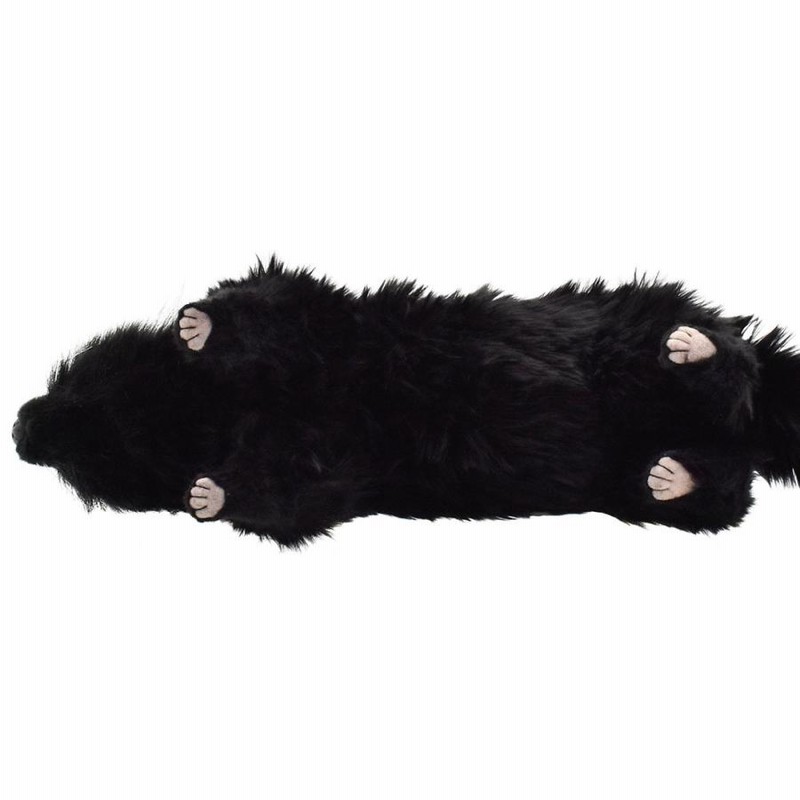 激レア！ ビントロング（Binturong / Bear cat）の頭骨 ☆ 即納 ☆ 激レア！ ビントロング（Binturong / Bear cat）の