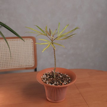 黃金五爪木