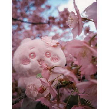 🌸WBP免運🌸日貨 chiikawa櫻花系列 吉伊卡哇櫻春日櫻花系列 吉伊卡哇吊飾 吉伊小八 獅薩栗子吊飾鑰匙圈 轉蛋