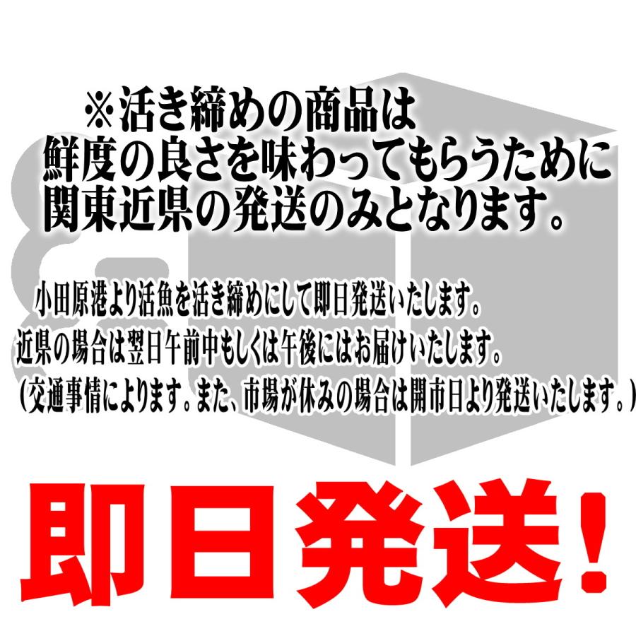 しまあじ 活き締め 約1.2ｋｇ 刺身用 生食用  鮮度重視、旨味が違います 