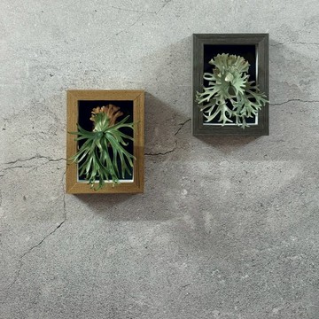 皮革製 P. willinckii爪哇鹿角蕨5吋小相框_送禮/收藏