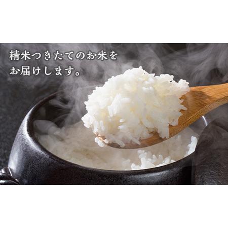 ふるさと納税 K10 こしひかり 5kg 6ヶ月 連続 お届け 定期便 計 30kg 栃木県産 精米 つきたて 栃木県野木町