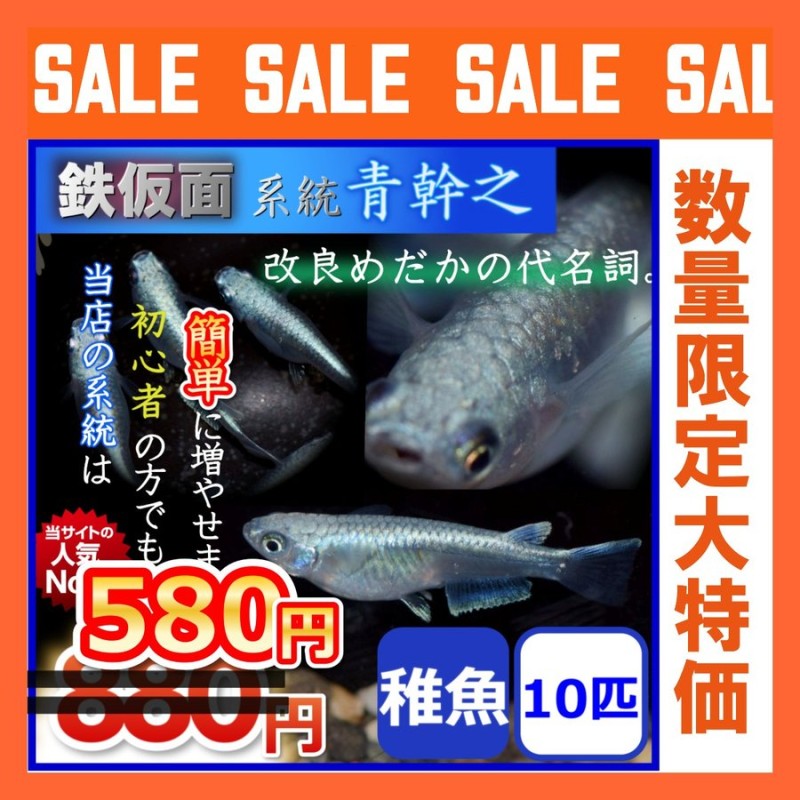 メダカ 鉄仮面系統青幹之メダカ 青みゆきメダカ 稚魚10匹 通販 Lineポイント最大0 5 Get Lineショッピング